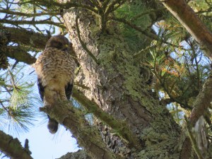 Red-shouldered Hawk (juvenile)