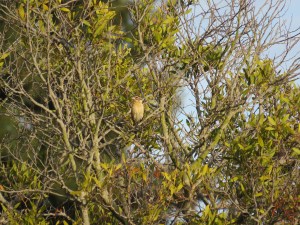 Black-headed Grosbeak (female)