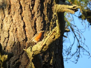 American Robin (partially leucistic)