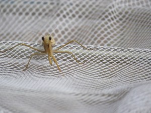 Praying Mantis