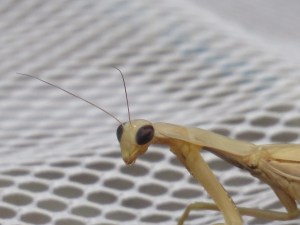 Praying Mantis