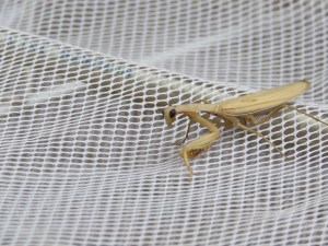 Praying Mantis