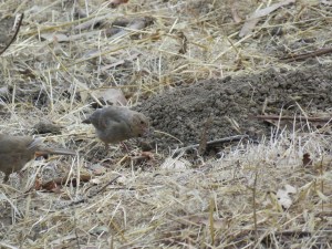 California Towhee (juvenile)