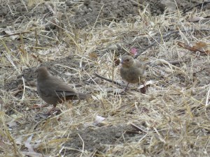 California Towhee (juvenile)
