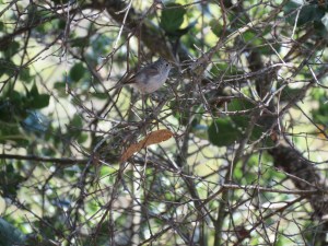 Oak Titmouse