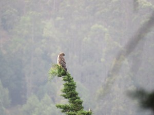 Red-shouldered Hawk + Lesser Goldfinch