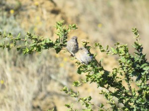 Western Bluebird (juvenile)