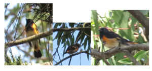 American Redstart