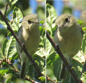 Hutton's Vireo