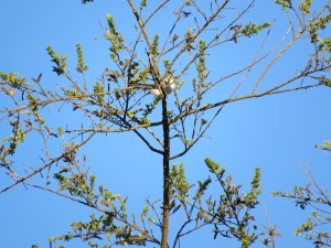 Blue-gray gnatcatcher