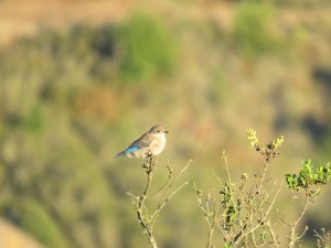 Western bluebird