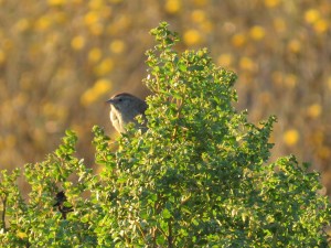 Rufous-crowned sparrow