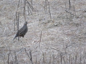 California Quail