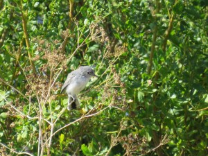 Blue-gray gnatcatcher