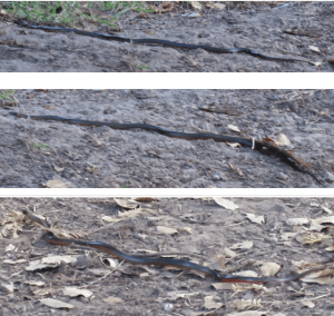 Pacific Ring-necked Snake