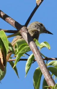 Ash-throated flycatcher