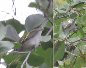 Chestnut-sided Warbler