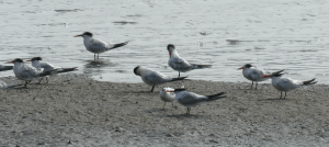 Elegant tern