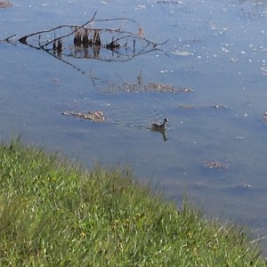 Red-necked Phalarope