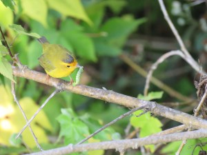 Wilson's Warbler