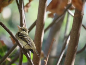 Pacific-slope flycatcher