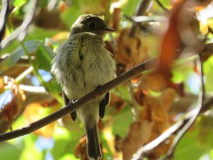 Pacific-slope flycatcher