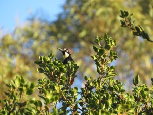 Acorn Woodpecker