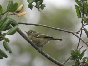 Hutton's Vireo