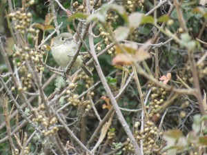 Hutton's Vireo