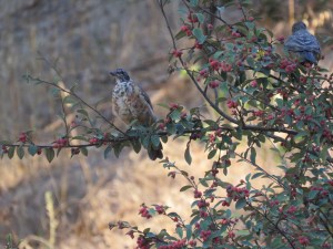 American Robin (juvenile)
