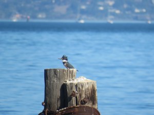 Belted Kingfisher