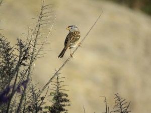 White-crowned Sparrow