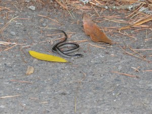 Gartersnake? (dead)