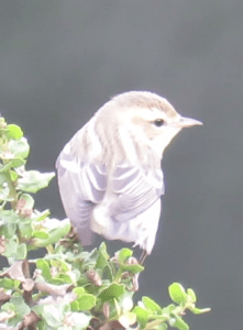 Blackburnian / Blackpoll / Mystery? warbler (tbd)