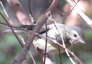 Warbling Vireo