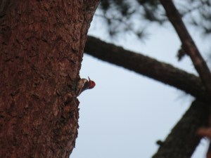 Red-breasted Sapsucker