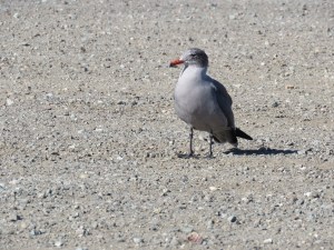 Heermann's gull