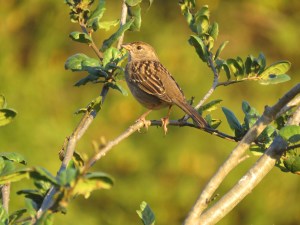 Golden-crowned Sparrow