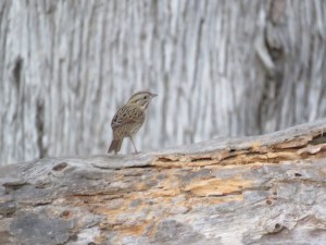 Lincoln's sparrow