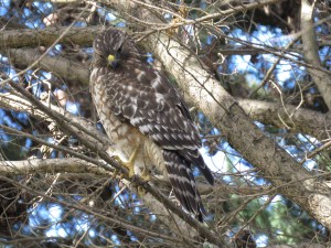 Red-shouldered Hawk