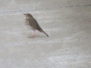 Hermit Thrush