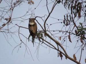 Great-horned Owl