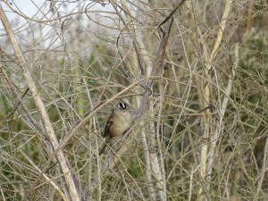 White-crowned Sparrow
