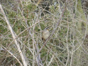 White-crowned Sparrow
