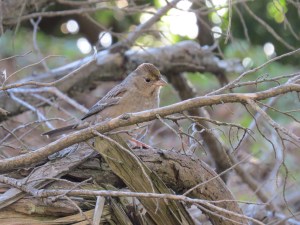 Golden-crowned Sparrow