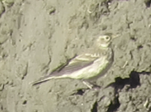 American Pipit