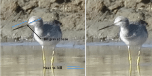Greater Yellowlegs