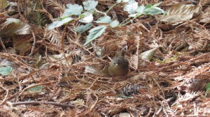 Pacific Wren