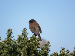 Dark-eyed Junco