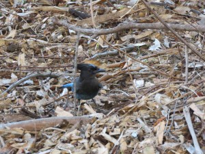 Steller's jay